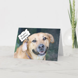 Cartão No Aniversário de Hill com Cachorro Sorridente