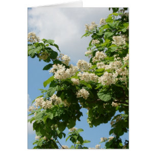 Cartão No Bloom de Cheio