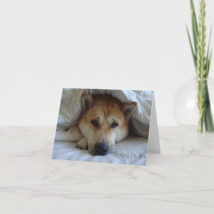 Cartão no fundo do pensamento, um cachorro da akita pensa