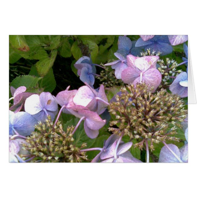 Cartão No jardim (Frente Horizontal)