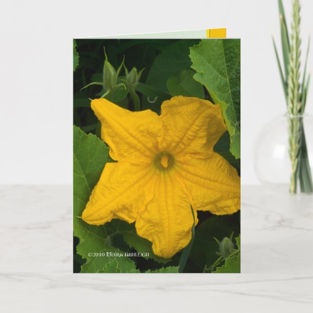 Cartão No Jardim (Frente)