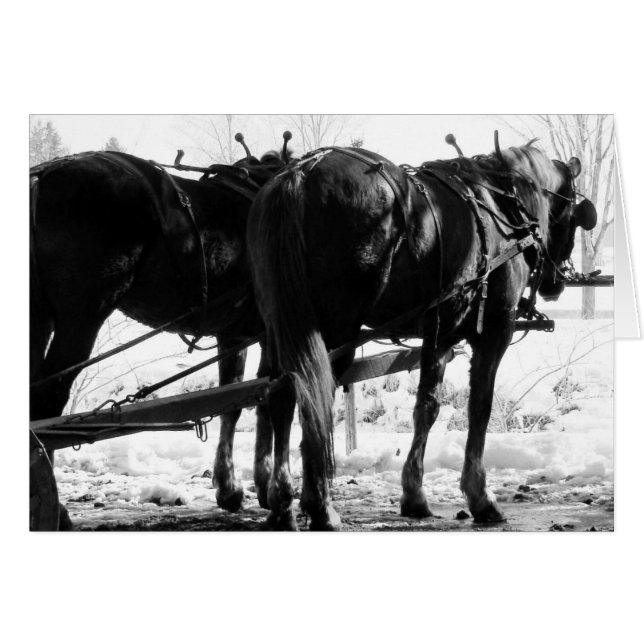 Cartão No Posto Hitching Winter Amish Horses (Frente Horizontal)