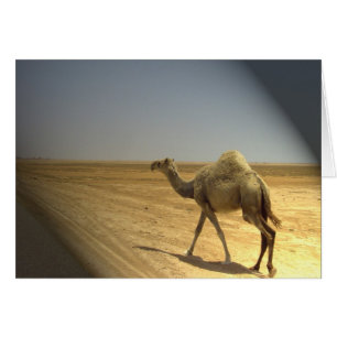 Cartão No projector - camelos no deserto