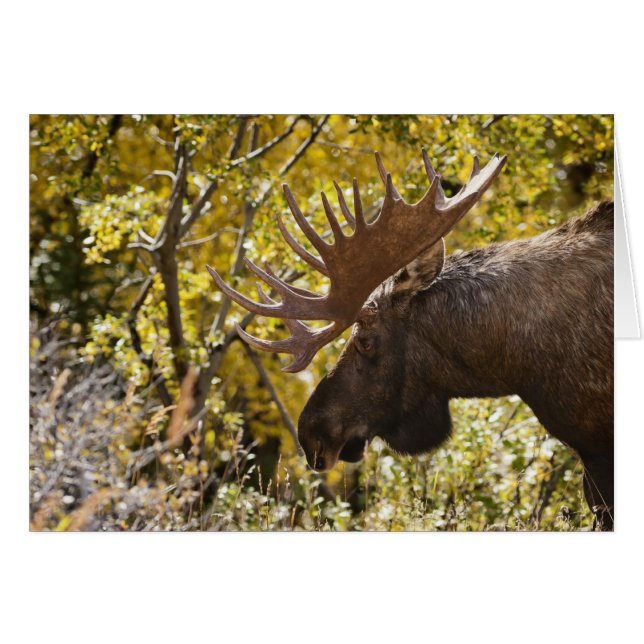 Cartão Noble Bull Moose (Frente horizontal)