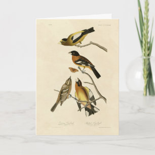 Cartão Noite, Aves de Grosbeak Audubon da América
