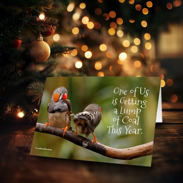 Cartão Nojento ou belo par de peitos de zebra (Funny Zebra Finches Christmas Card Cover Photo)