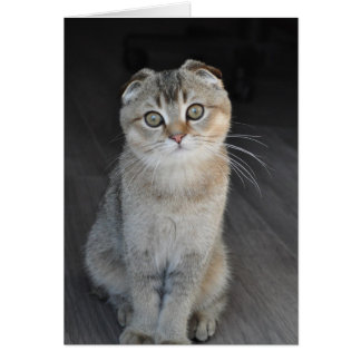 Cartão Noodles the Scottish Fold parece inocente