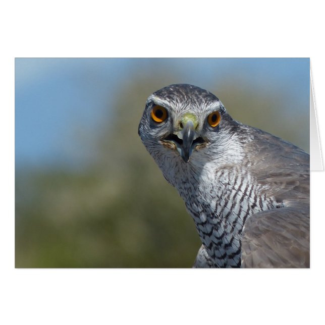 Cartão Norte Gohawk Fechar (Frente Horizontal)