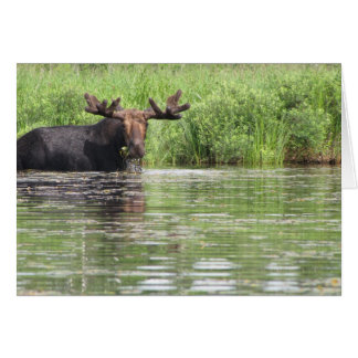 Cartão Norte Maine Moose