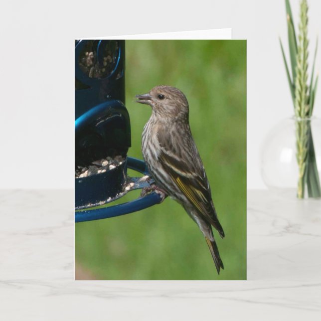 Cartão Norte Pine Siskin - Placa de Arte Framável (Frente)