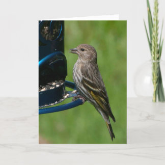 Cartão Norte Pine Siskin - Placa de Arte Framável
