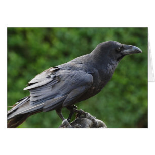 Cartão Norte Raven