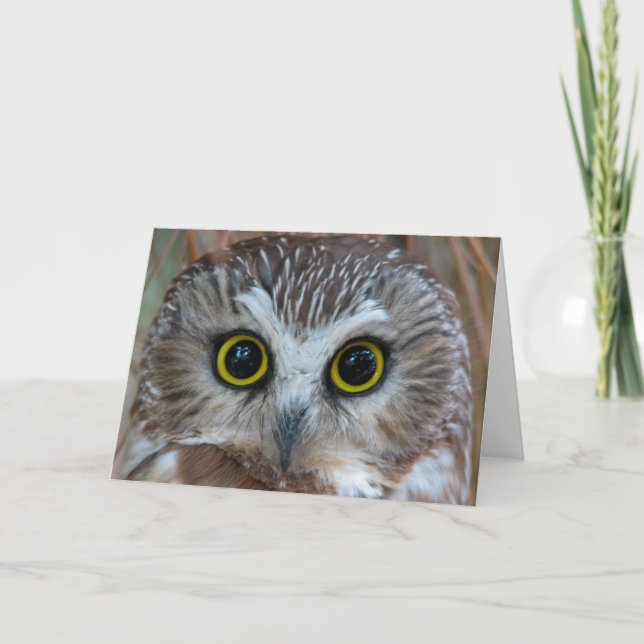 Cartão Norte Saw-whet Owl Close-up (Frente)