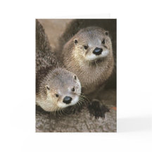 North American River Otters