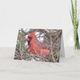 Cartão Northern Cardinal Greeting Card