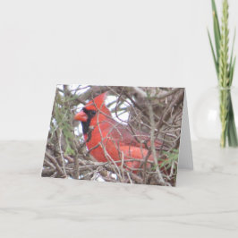Cartão Northern Cardinal Greeting Card