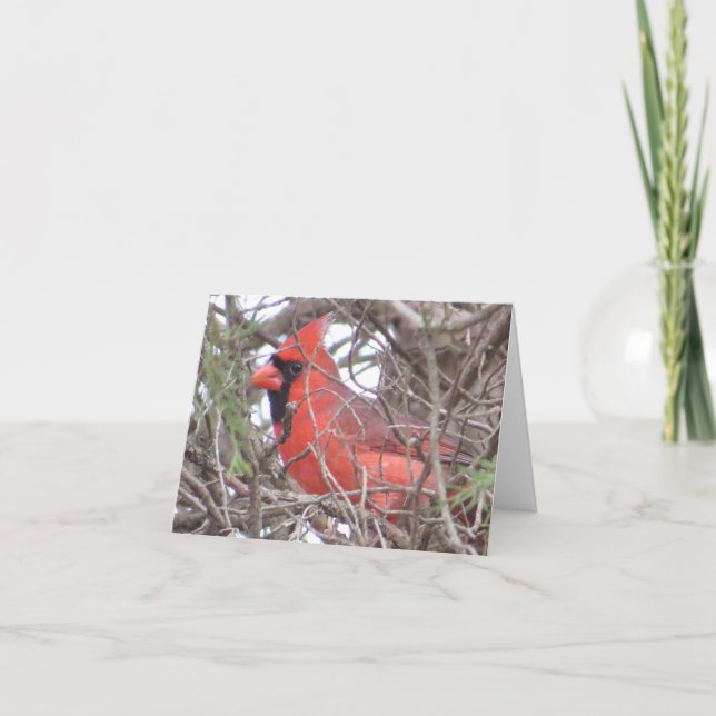Cartão Northern Cardinal Note Card (Frente)