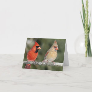 Cartão Northern Cardinal Photograph Note Card