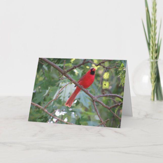 Cartão "Northern Male Cardinal" Birthday Card #1 (Frente)