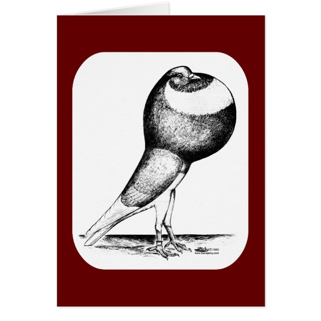 Cartão Norwich Cropper Pigeon 1980 (Frente)