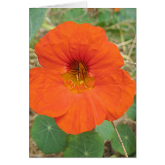 Cartão Nos campos de Flander