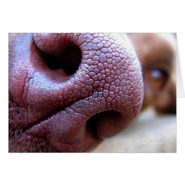 Cartão Nose Canina (Frente Horizontal)