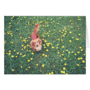 CARTÃO NOSSA DACHSHUND-DUBLIN A GRAMA "É" MAIOR NA