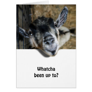 Cartão Nosy Goat Olhando