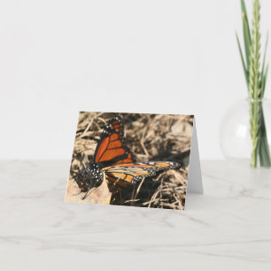 Cartão Nota de Fotografia da Natureza com Borboleta Monar
