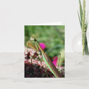 Cartão Nota de Fotografia da Natureza da Louva-a-Deus