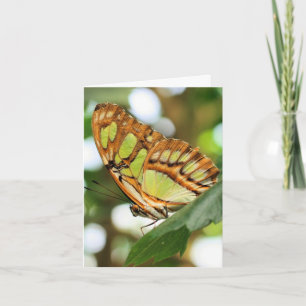 Cartão Nota de Fotografia da Natureza de Observação de Bo