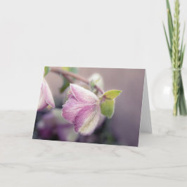 Cartão Nota de Helleborus Frosty