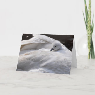 Cartão Note Card: Cute Cygnet on Swan's Back