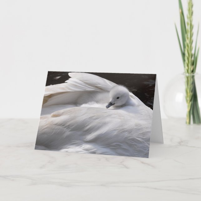 Cartão Note Card: Cute Cygnet on Swan's Back (Frente)