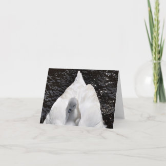 Cartão Note Card: Cygnet on Swan's Back