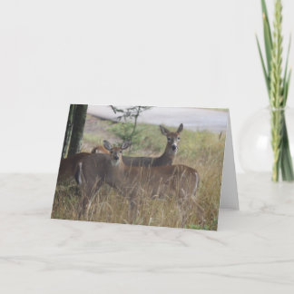 Cartão Note Card - Deer - Curious Pair