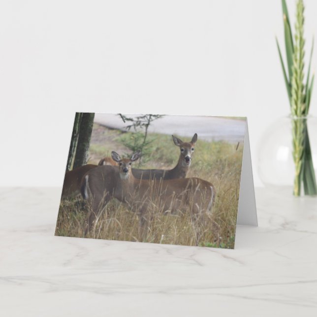 Cartão Note Card - Deer - Curious Pair (Frente)