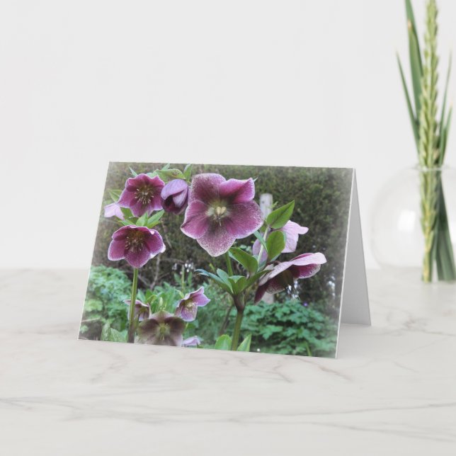 Cartão Note Card: Helibores (Frente)