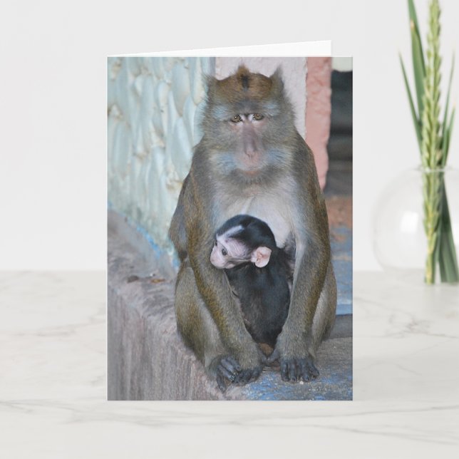 Cartão Note Card- Macaque Monkey and baby - Subic Bay (Frente)