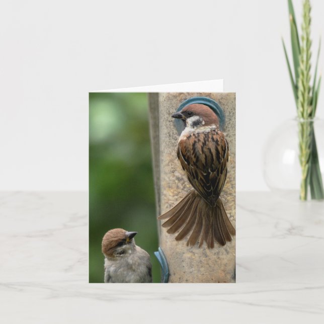 Cartão Note Card: Tree Sparrows on Feeder (Frente)