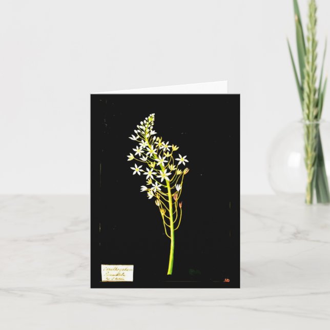 Cartão Notecard-Botanic Art-Mary Delany 2 (Frente)