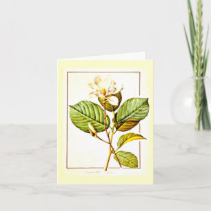 Cartão Notecard-Botanicals-Pierre Joseph Redoute 12