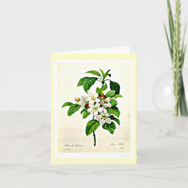 Cartão Notecard-Botanicals-Pierre Joseph Redoute 9 (Frente)