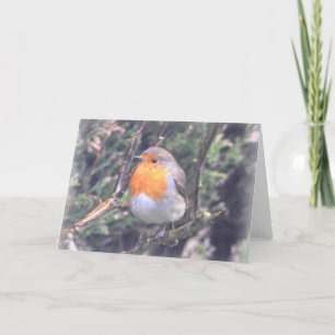 Cartão Notecard: British Robin