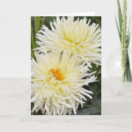 Cartão Notecard com dois dahlias brancos