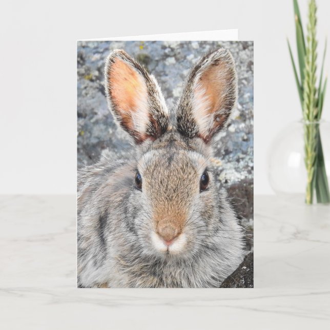 Cartão Notecard Cottontail de montanha (Frente)