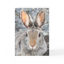 Notecard Cottontail de montanha