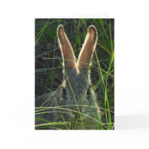 Notecard Cottontail de montanha