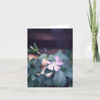Cartão Notecard de Flores Roxo Vinca