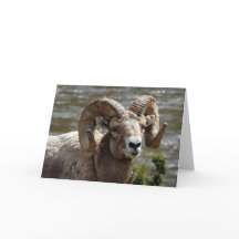 Notecard de Ovelha Bighorn